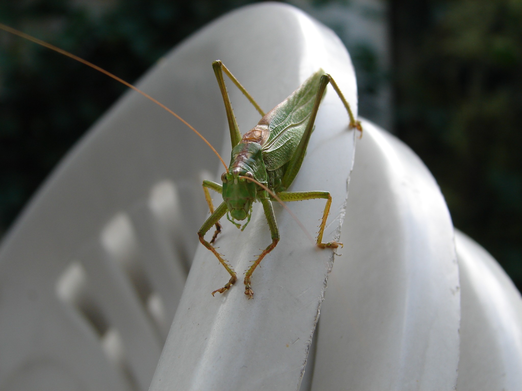 Begegnung mit einem Heupferd