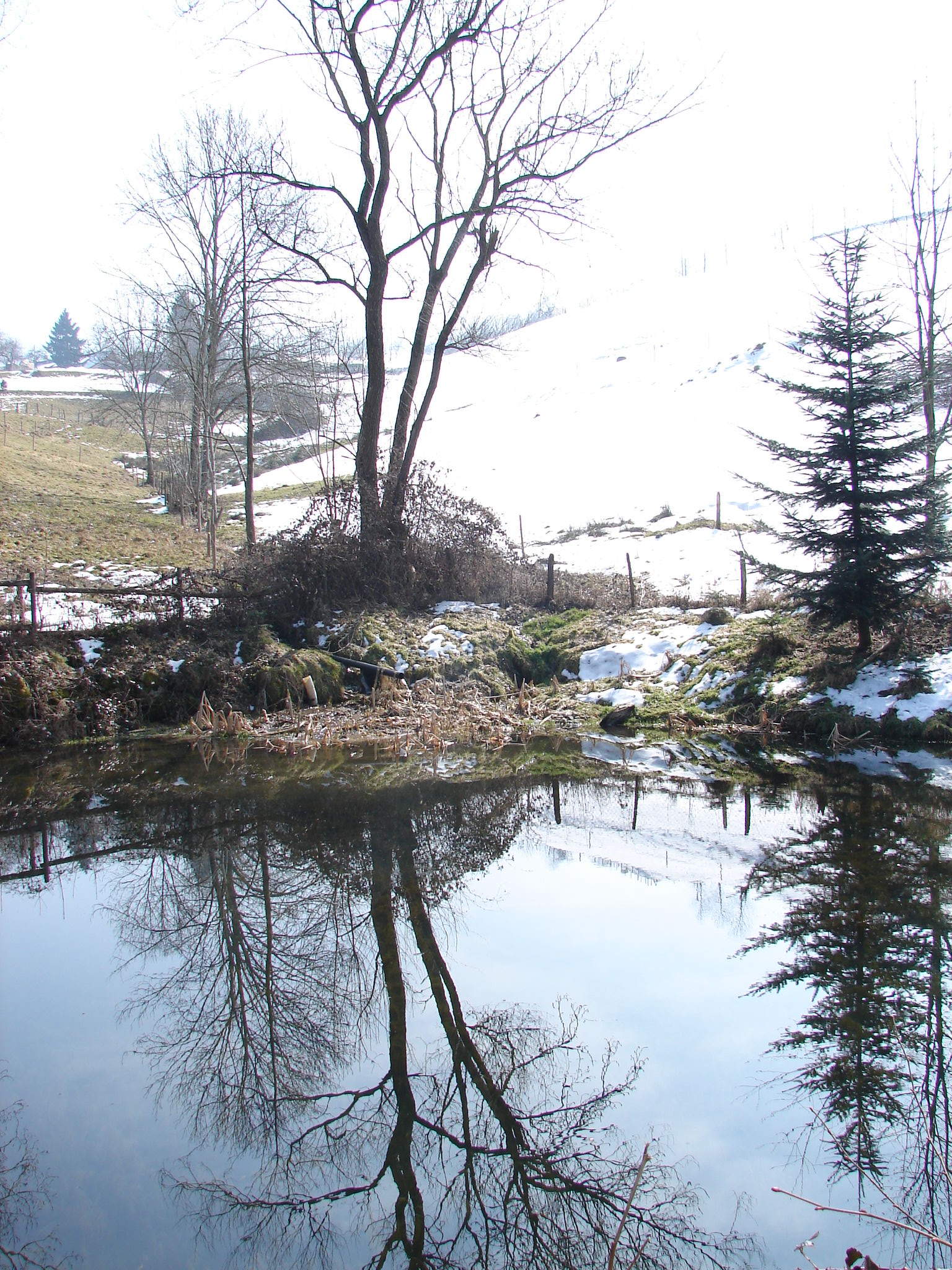 Teich, Bäume, Schnee